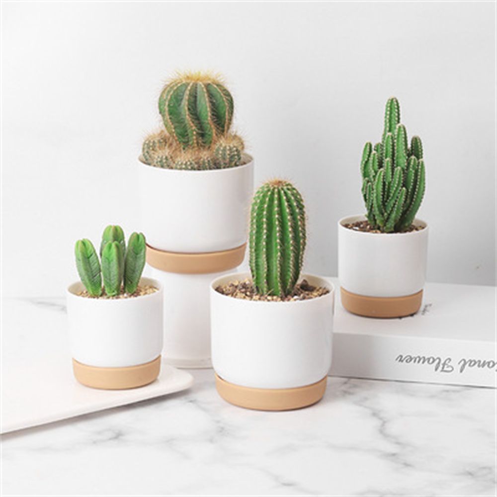 Pot Bunga Penyiraman Otomatis  - Cactus Mix Pot ulasan dan harga
