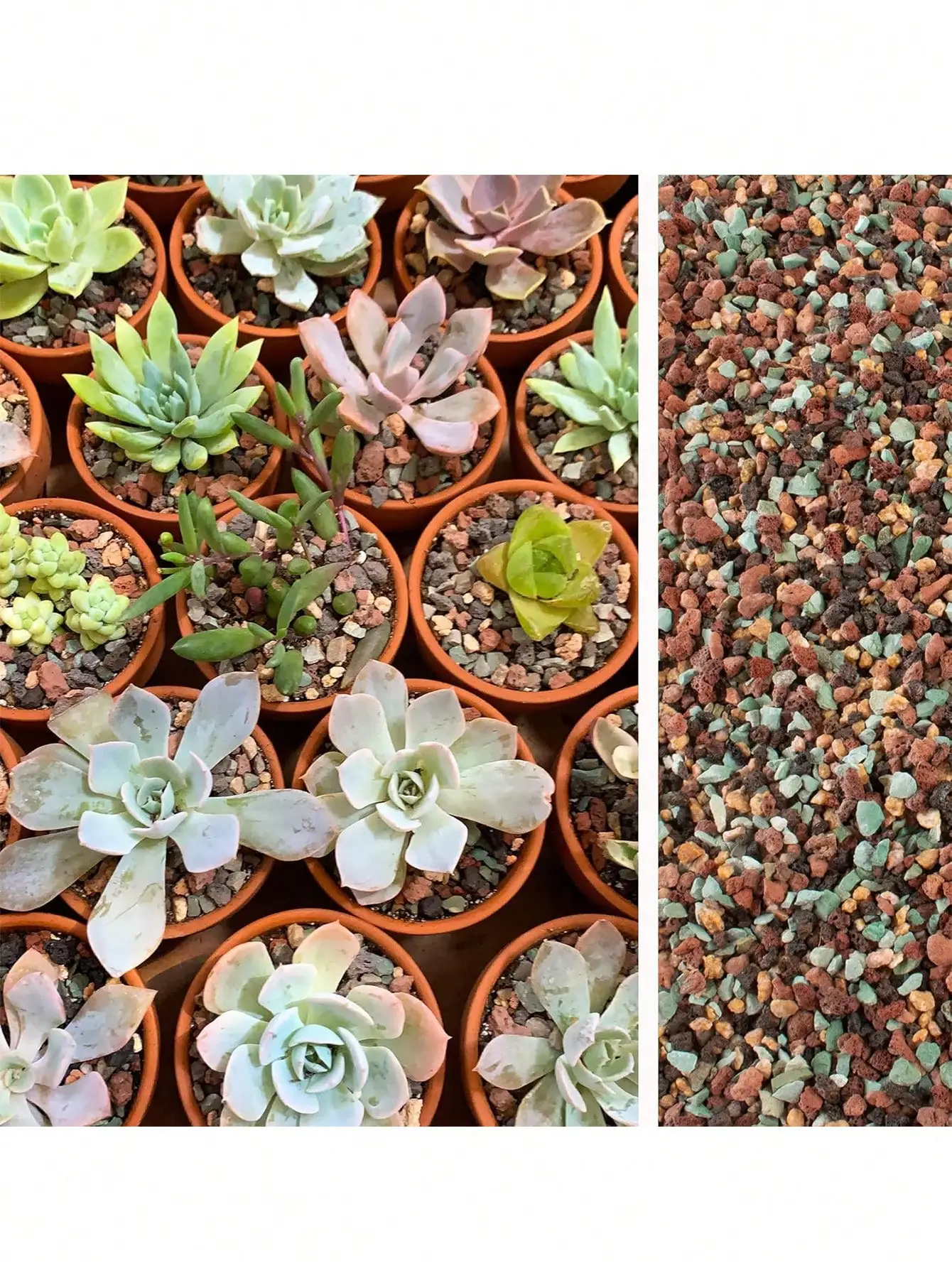 Campuran Batu Lava Hortikultur - Cactus Mix Pot ulasan dan harga